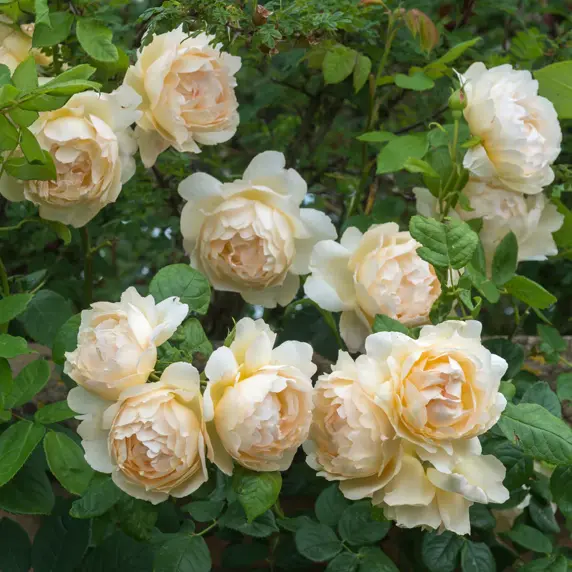Rose 'Wollerton Old Hall' - CLM - image 4