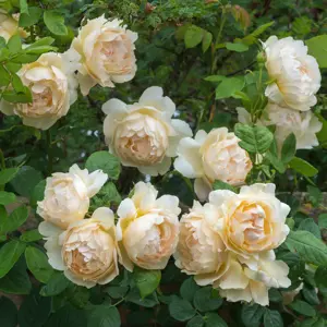 Rose 'Wollerton Old Hall' - CLM - image 4