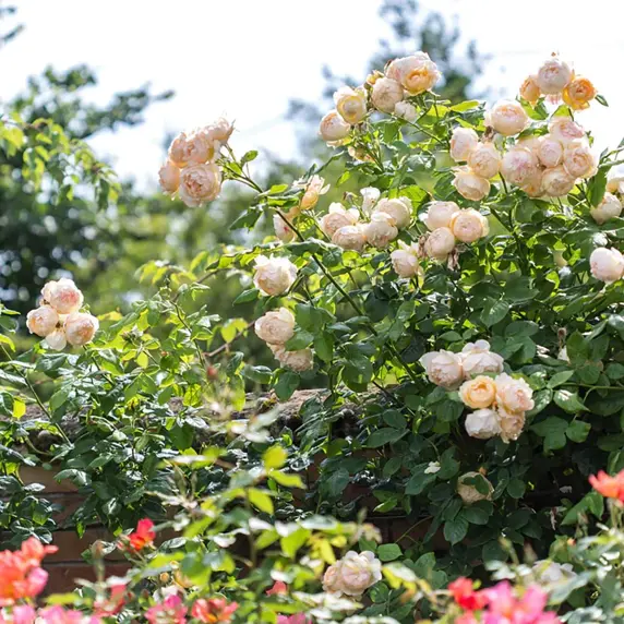 Rose 'Wollerton Old Hall' - CLM - image 5