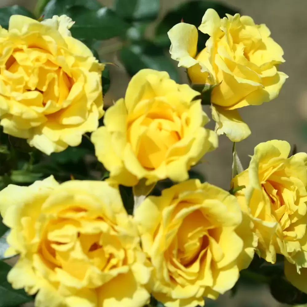 Rose 'Yellow Patio' - Patio Standard - Cowell's Garden Centre | Woolsington