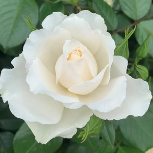 Image credit: Harkness Roses ©
