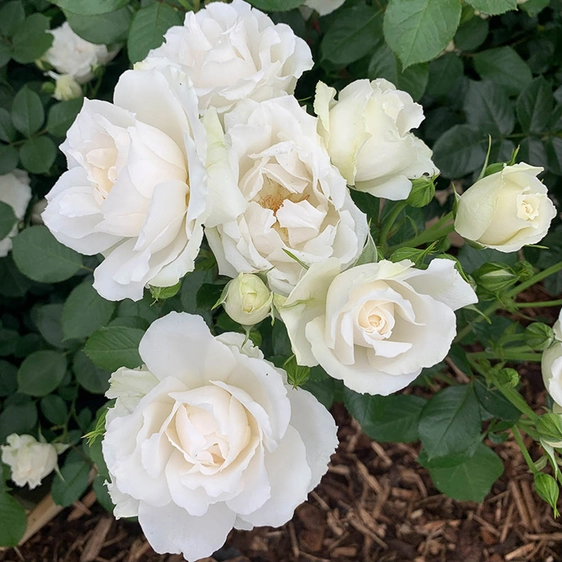 Image credit: Harkness Roses ©