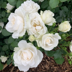 Image credit: Harkness Roses ©