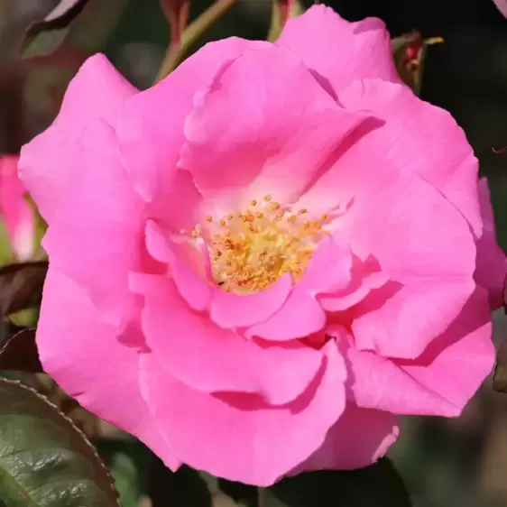 Rose 'Zephirine Drouhin' - CLM 5.5L