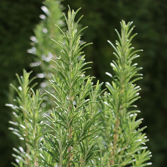 Rosemary 'Abraxas' 8.5cm