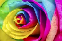 Roses by Colour