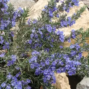 Rosmarinus 'Blue Lagoon'