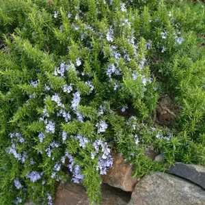 Rosmarinus prostratus 'Boule' 9cm