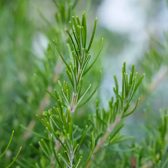 Rosmarinus officinalis 'Green Ginger' 3L