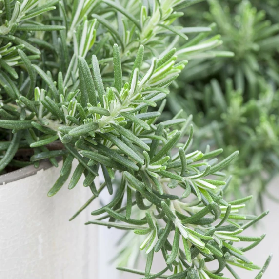 Rosmarinus officinalis 'Haifa' 8.5cm