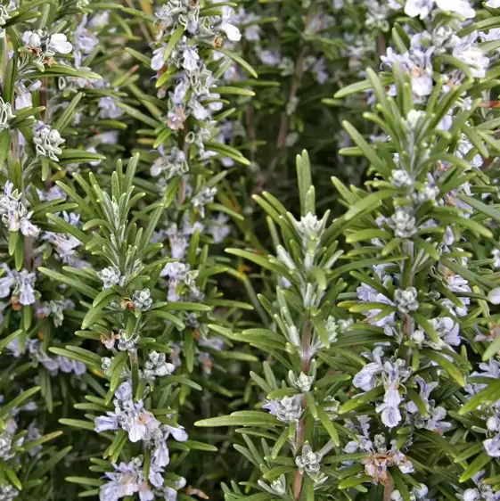 Rosmarinus officinalis - image 3
