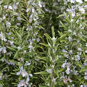 Rosmarinus officinalis - image 3