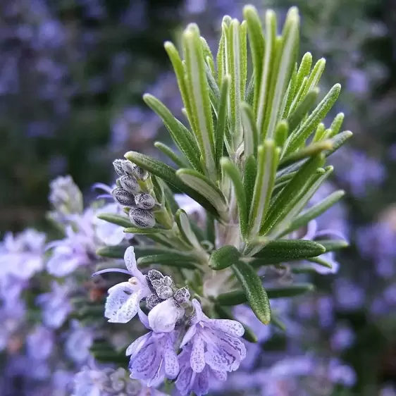 Rosmarinus officinalis 14cm - image 1