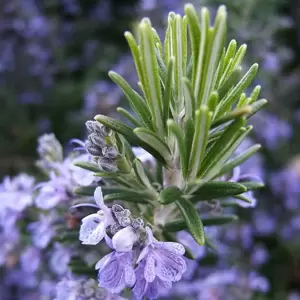 Rosmarinus officinalis - image 1