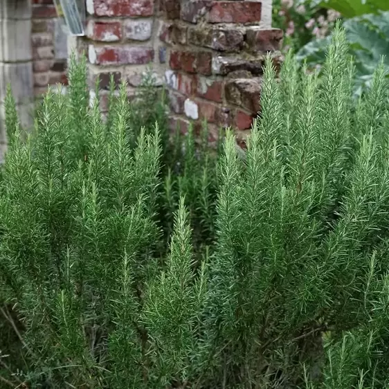 Rosmarinus officinalis - image 2
