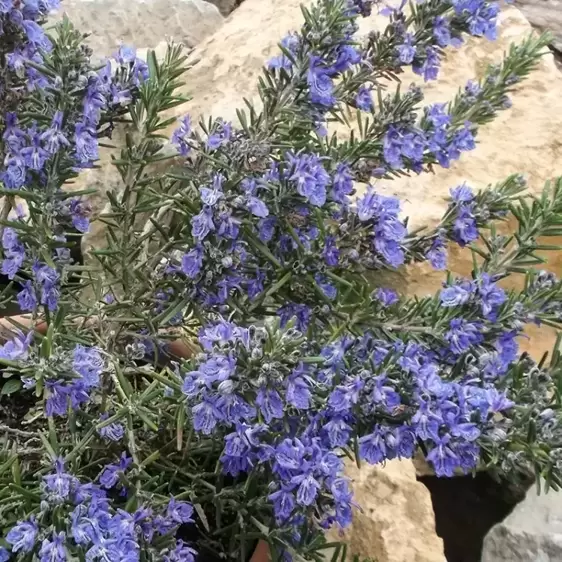 Rosmarinus officinalis 'Blue Lagoon'