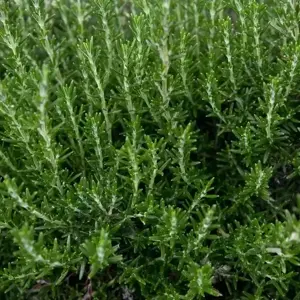 Rosmarinus officinalis 'Summer Sizzler'