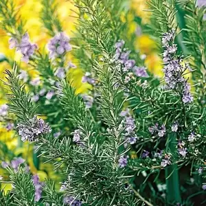 Rosmarinus officinalis 'Tuscan Blue' 3L