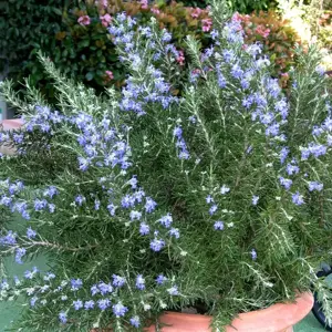Rosmarinus 'Roman Beauty'