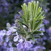 Rosmarinus (Rosemary)