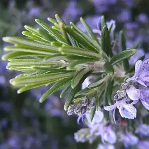 Rosmarinus officinalis 'Summer Sizzler' - image 2