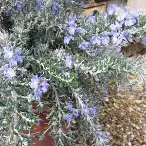 Rosmarinus 'Whitewater'