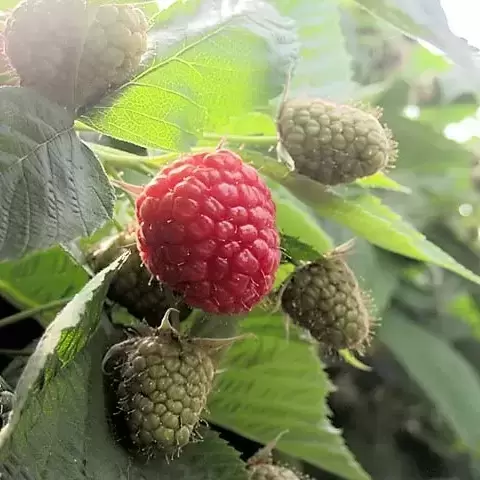 Rubus idaeus (Raspberry) 'Autumn Bliss' (4 Canes)