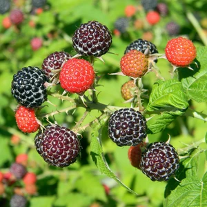 Rubus idaeus (Raspberry) 'Black Jewel'