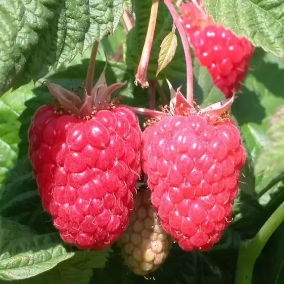 Rubus idaeus (Raspberry) 'Cascade Delight' (4 Canes)