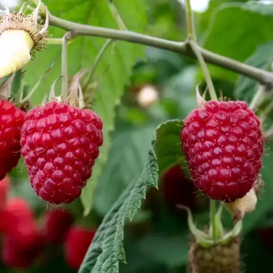 Rubus idaeus (Raspberry) 'Polka'