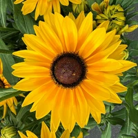 Rudbeckia
