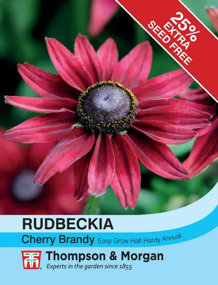 Rudbeckia Cherry Brandy - image 1