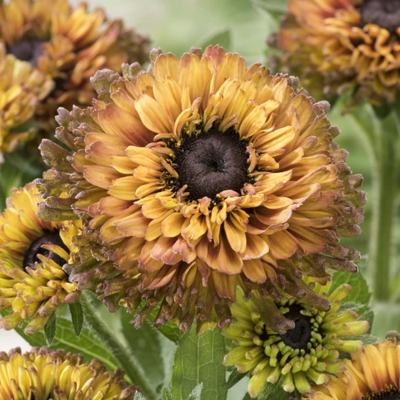 Photo: Walter Blom Plants | © all rights reserved