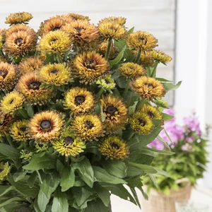 Photo: Walter Blom Plants | © all rights reserved