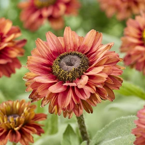 Photo: Walter Blom Plants | © all rights reserved