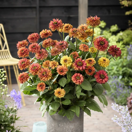 Photo: Walter Blom Plants | © all rights reserved