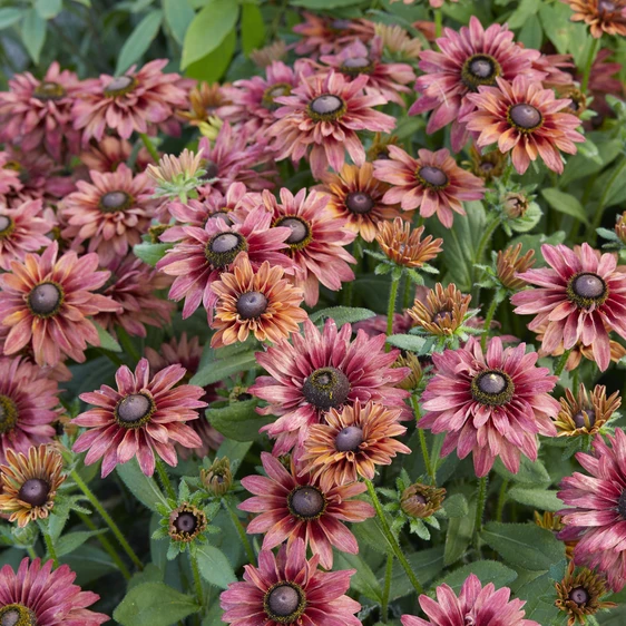 Photo: Walter Blom Plants | © all rights reserved