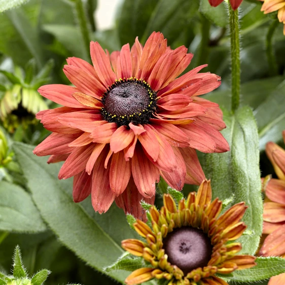 Photo: Walter Blom Plants | © all rights reserved