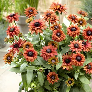 Photo: Walter Blom Plants | © all rights reserved