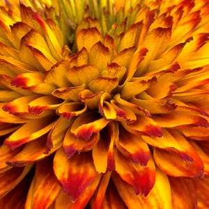 Rudbeckia hirta 'Fireball' - image 4
