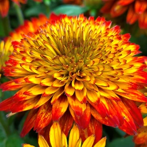 Rudbeckia hirta 'Fireball' - image 5