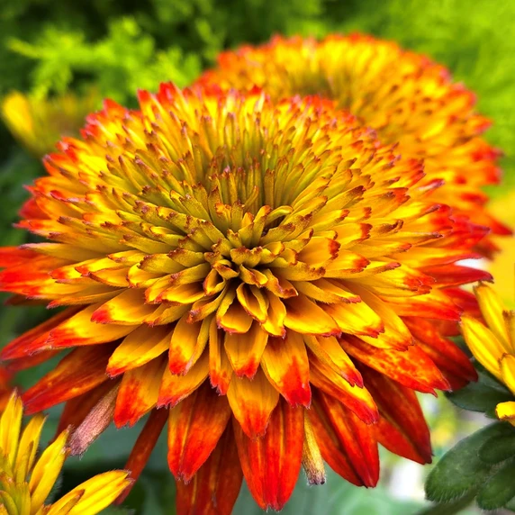 Rudbeckia hirta 'Fireball' - image 2