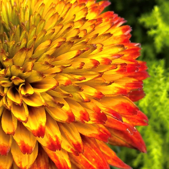 Rudbeckia hirta 'Fireball' - image 3