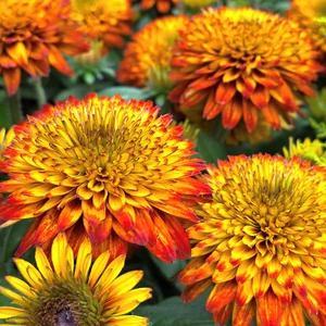 Rudbeckia 'Fireball'