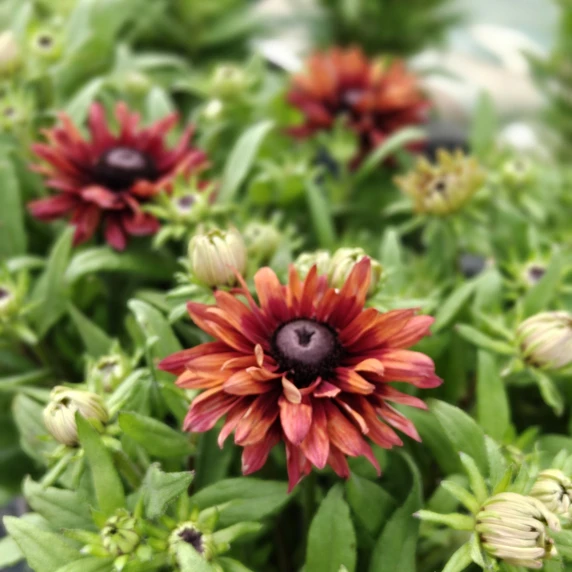 Rudbeckia 'Flamenco True Red'