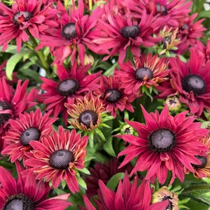 Rudbeckia 'Flamenco True Red'