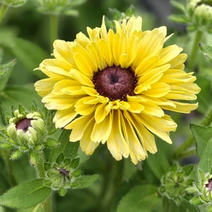 Rudbeckia hirta 'Flamenco Vanilla'