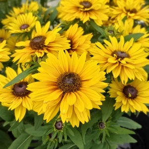 Rudbeckia 'Flamenco Yellow'