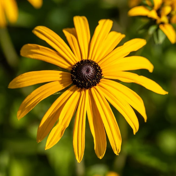 Rudbeckia fulgia var. deamii 3L