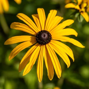 Rudbeckia fulgia var. deamii 3L